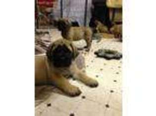Mastiff Puppy for sale in Warrenton, VA, USA