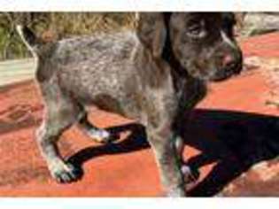German Shorthaired Pointer Puppy for sale in Lubbock, TX, USA