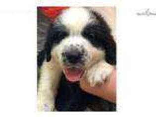 Newfoundland Puppy for sale in Frederick, MD, USA