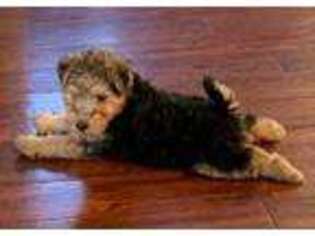 Welsh Terrier Puppy for sale in Bagley, MN, USA