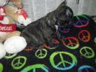 French Bulldog Puppy for sale in Corunna, IN, USA