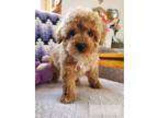 Mutt Puppy for sale in Punxsutawney, PA, USA