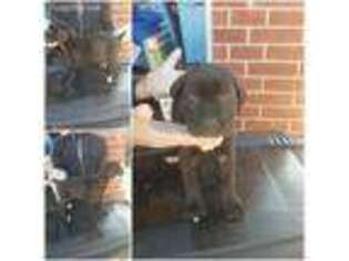 Cane Corso Puppy for sale in Desoto, TX, USA