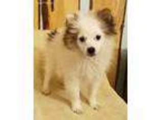 Pomeranian Puppy for sale in Willow, AK, USA
