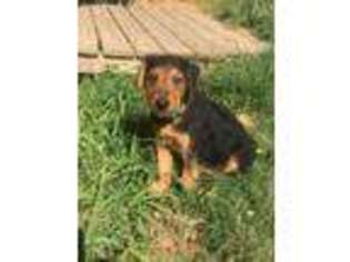 Airedale Terrier Puppy for sale in Fayetteville, AR, USA