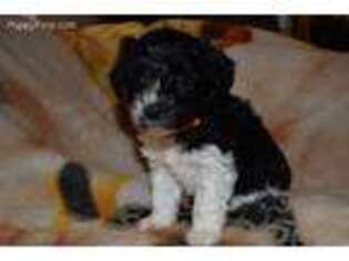 Mutt Puppy for sale in Clayton, WA, USA