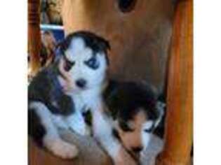 Siberian Husky Puppy for sale in Craigville, IN, USA