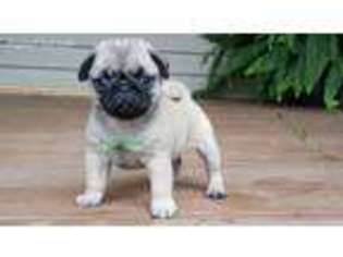 Pug Puppy for sale in Ava, MO, USA