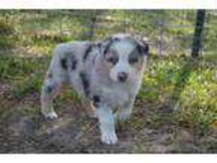 Australian Shepherd Puppy for sale in Berger, MO, USA