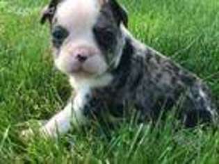 Mutt Puppy for sale in Magnolia, OH, USA