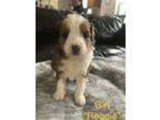 Mutt Puppy for sale in Lacey, WA, USA