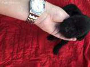 Labrador Retriever Puppy for sale in Liberty, SC, USA
