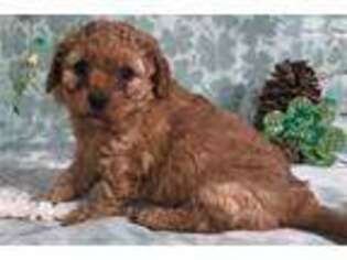 Goldendoodle Puppy for sale in Minneapolis, MN, USA