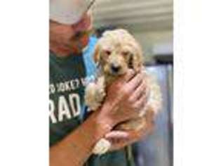 Goldendoodle Puppy for sale in Fairfax, OK, USA