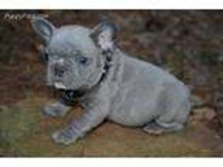 French Bulldog Puppy for sale in Lewisburg, KY, USA