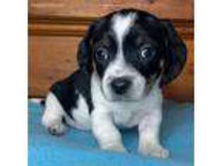Beagle Puppy for sale in Baltimore, MD, USA