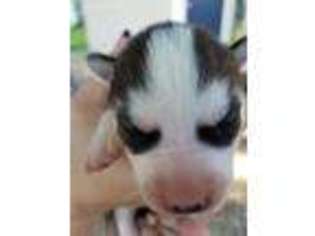Siberian Husky Puppy for sale in Oelwein, IA, USA