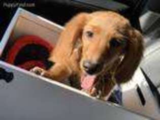 Dachshund Puppy for sale in Bellingham, WA, USA
