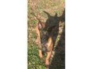 Belgian Malinois Puppy for sale in Weatherford, TX, USA