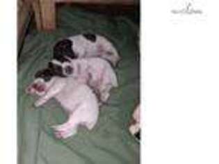 German Shorthaired Pointer Puppy for sale in Rochester, NY, USA