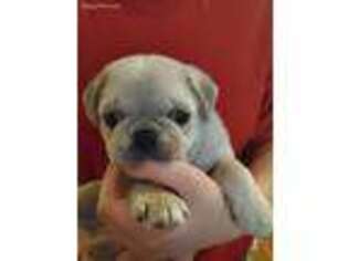 Pug Puppy for sale in Apalachin, NY, USA