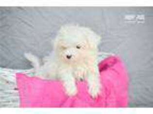 Maltese Puppy for sale in Canton, OH, USA