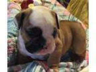Bulldog Puppy for sale in BRADENTON, FL, USA