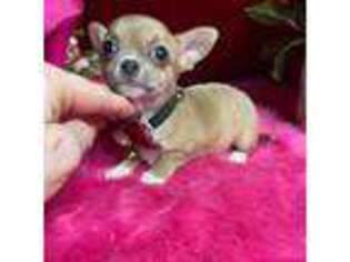 Chihuahua Puppy for sale in Tracy, CA, USA