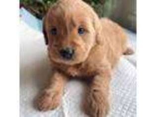 Goldendoodle Puppy for sale in Berkeley, CA, USA