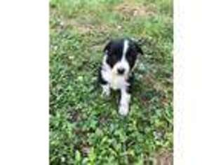 Border Collie Puppy for sale in Jacksonville, FL, USA