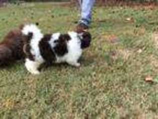 Havanese Puppy for sale in Trinity, NC, USA