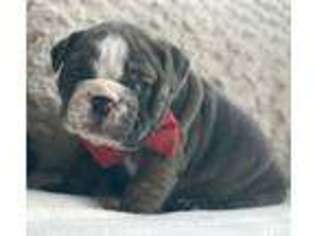 Bulldog Puppy for sale in Green Pond, SC, USA