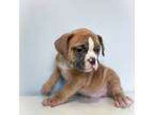 Mutt Puppy for sale in Union City, NJ, USA
