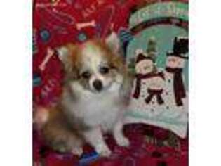 Pomeranian Puppy for sale in Chicago, IL, USA