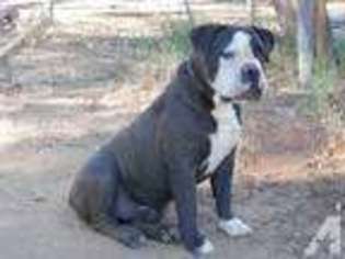 Bulldog Puppy for sale in RAMONA, CA, USA
