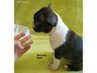 Boston Terrier Puppy for sale in Kansasville, WI, USA