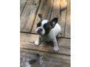 French Bulldog Puppy for sale in Timberlake, NC, USA