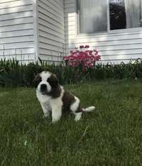 Saint Bernard Puppy for sale in Manistee, MI, USA