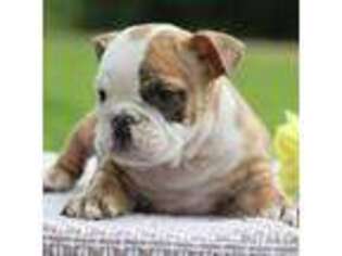 Bulldog Puppy for sale in Liberty, KY, USA