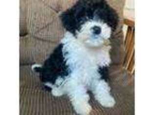 Portuguese Water Dog Puppy for sale in Wooster, OH, USA
