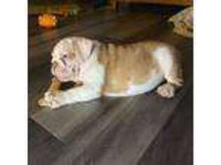 Bulldog Puppy for sale in Momence, IL, USA