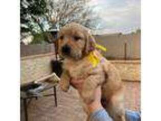 Golden Retriever Puppy for sale in Cottonwood, AZ, USA