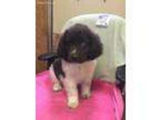 Newfoundland Puppy for sale in Navarre, OH, USA