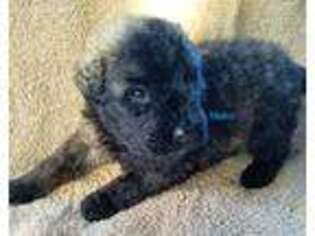 Mutt Puppy for sale in Clifford, PA, USA
