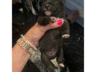 Shiba Inu Puppy for sale in Kingston, PA, USA