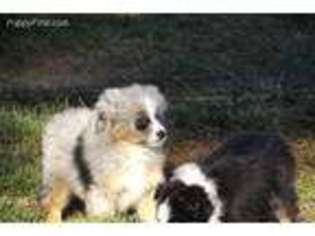 Miniature Australian Shepherd Puppy for sale in Newberry, IN, USA