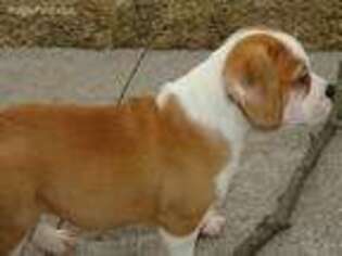 Bulldog Puppy for sale in Craigville, IN, USA