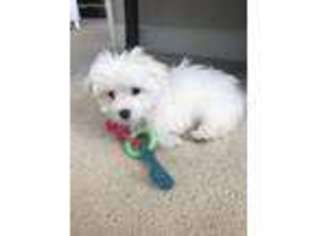 Maltese Puppy for sale in Dulles, VA, USA