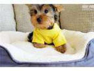 Yorkshire Terrier Puppy for sale in San Diego, CA, USA