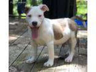 American Staffordshire Terrier Puppy for sale in Kansas City, MO, USA